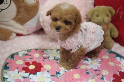 成約済の奈良県のトイプードル-120636の1枚目