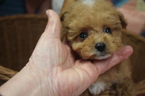 成約済の奈良県のトイプードル-120636の5枚目