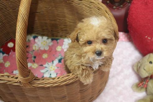 成約済の奈良県のトイプードル-120636の4枚目