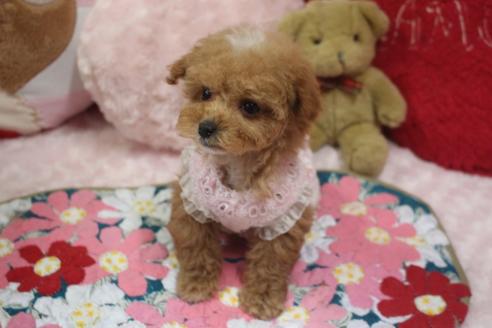 成約済の奈良県のトイプードル-120636の3枚目