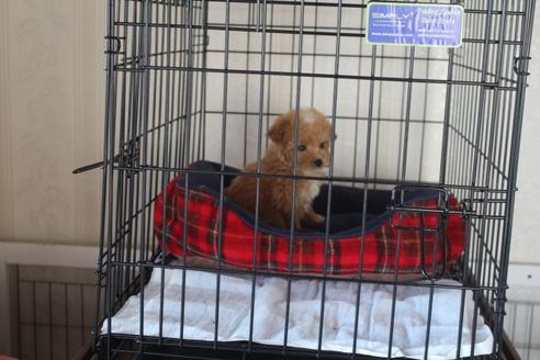 成約済の奈良県のトイプードル-120636の2枚目