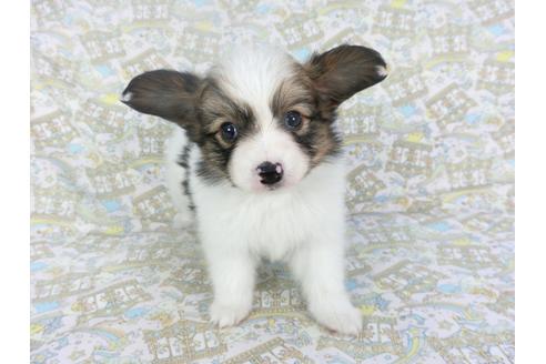 成約済の千葉県のパピヨン-119666