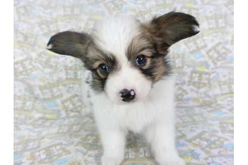 成約済の千葉県のパピヨン-119666の4枚目