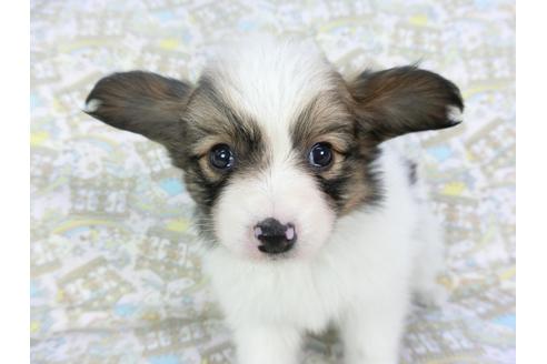 成約済の千葉県のパピヨン-119666の3枚目