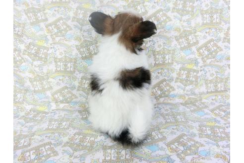 成約済の千葉県のパピヨン-119666の2枚目