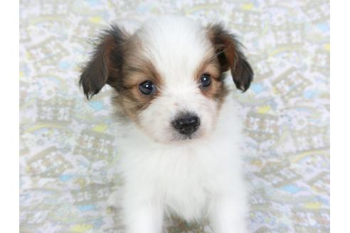 成約済の千葉県のパピヨン-119664