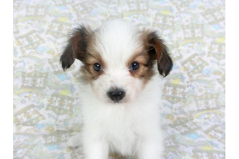 成約済の千葉県のパピヨン-119664の4枚目