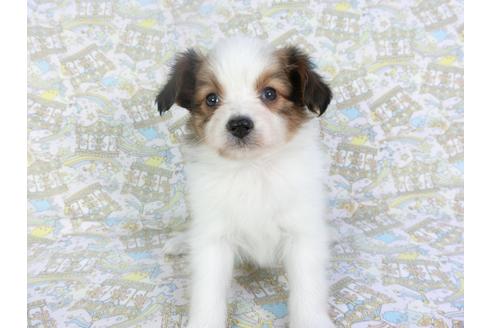 成約済の千葉県のパピヨン-119664の3枚目