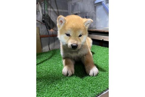 成約済の広島県の柴犬-115374