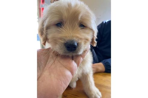 30万円以下のゴールデンレトリーバーの子犬を探す ブリーダーナビ