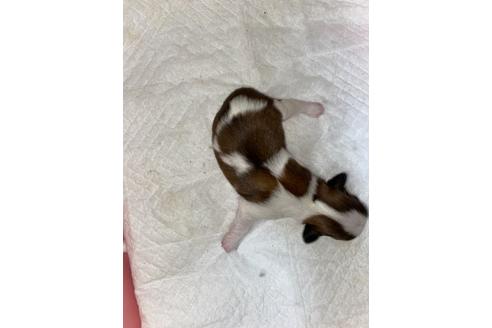 成約済の千葉県のミックス犬-120692の2枚目