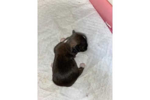 成約済の千葉県のミックス犬-120695の3枚目