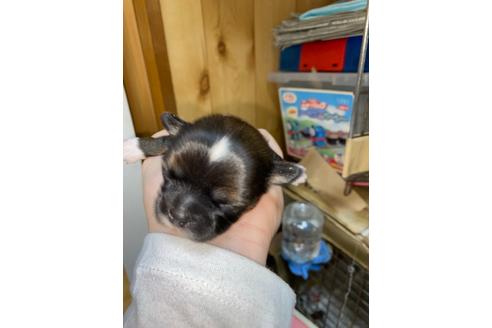 成約済の千葉県のミックス犬-120695の2枚目