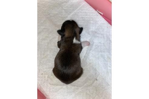 成約済の千葉県のミックス犬-120697の3枚目