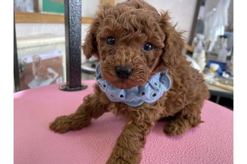 成約済の山梨県のトイプードル-119129の1枚目