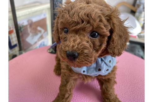 成約済の山梨県のトイプードル-119129の2枚目