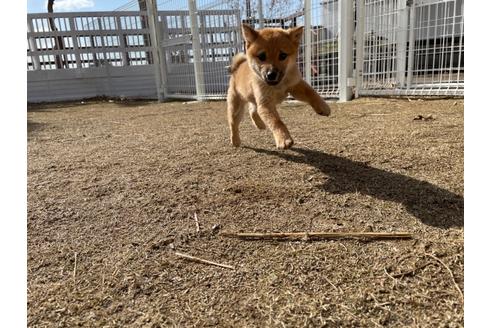 成約済の福岡県の豆柴-115107の2枚目