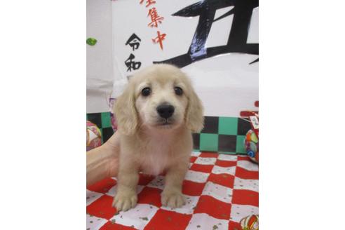 成約済の鳥取県のミニチュアダックスフンド(ロングヘアード)-120270の4枚目