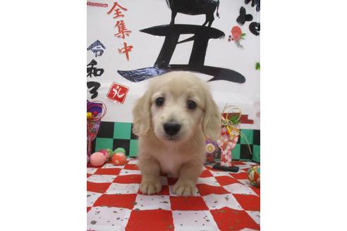 成約済の鳥取県のミニチュアダックスフンド(ロングヘアード)-120270の2枚目