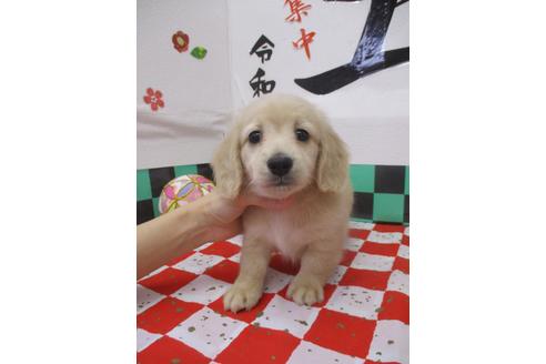 成約済の鳥取県のミニチュアダックスフンド(ロングヘアード)-120270の3枚目