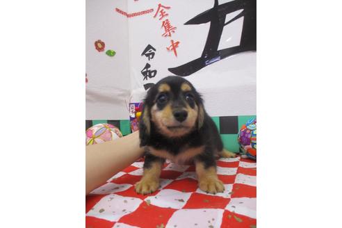 成約済の鳥取県のミニチュアダックスフンド(ロングヘアード)-120266の2枚目