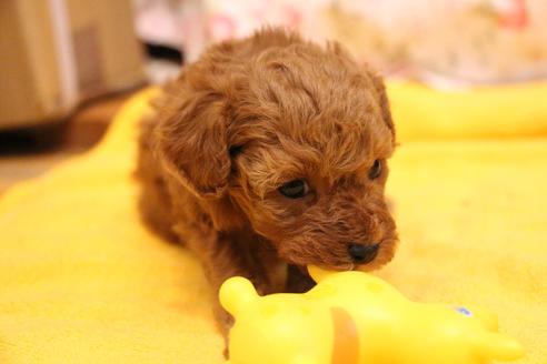 成約済の愛知県のトイプードル-117812の11枚目