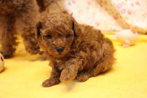 成約済の愛知県のトイプードル-117814の14枚目