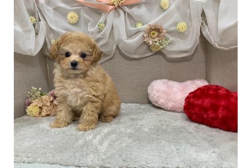 成約済の三重県のティーカッププードル-120738の1枚目