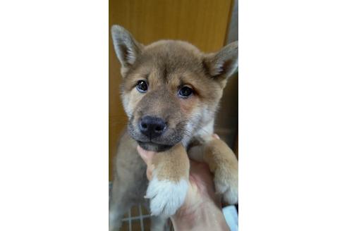 成約済の沖縄県の柴犬-120759の1枚目