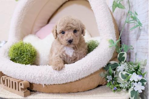 成約済の滋賀県のトイプードル-120806の1枚目