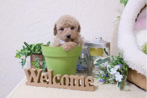 成約済の滋賀県のトイプードル-120806の2枚目