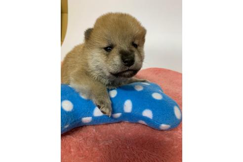 成約済の千葉県の柴犬-119362の3枚目