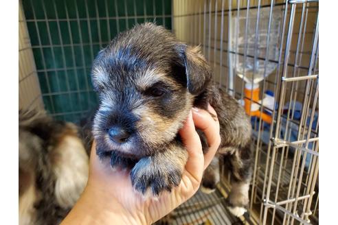 成約済の愛知県のミニチュアシュナウザー-120846の7枚目