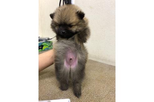 成約済の千葉県のポメラニアン-120850の5枚目