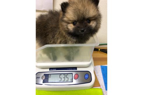 成約済の千葉県のポメラニアン-120850の3枚目