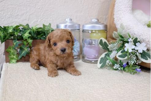 成約済の滋賀県のトイプードル-120807の3枚目