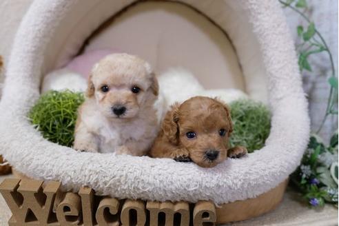 成約済の滋賀県のトイプードル-120807の2枚目