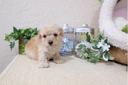 成約済の滋賀県のトイプードル-120809の3枚目