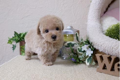 成約済の滋賀県のトイプードル-119235の1枚目