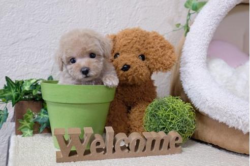 成約済の滋賀県のトイプードル-119235の5枚目