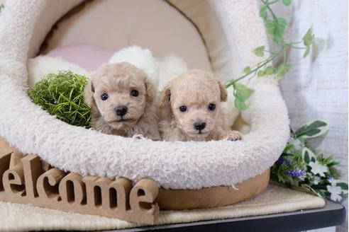 成約済の滋賀県のトイプードル-119235の4枚目