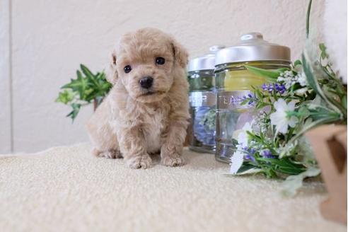 成約済の滋賀県のトイプードル-119235の3枚目