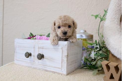 成約済の滋賀県のトイプードル-119235の2枚目