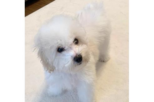 成約済の東京都のミックス犬-113620の1枚目