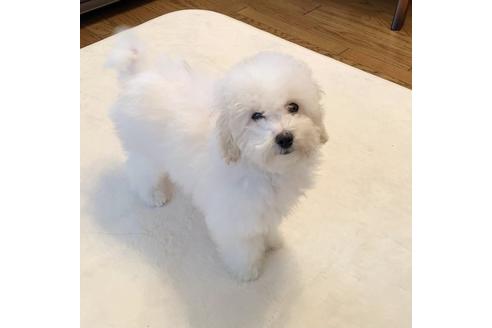 成約済の東京都のミックス犬-113620の2枚目