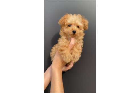 愛媛県のティーカッププードル 男の子 10 08生まれ とっても元気に成長中 子犬id ブリーダーナビ 愛媛県のティーカッププードル 男の子 10 08生まれ とっても元気に成長中 子犬id ブリーダーナビ
