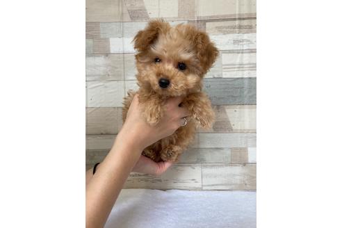 愛媛県のティーカッププードル 男の子 10 08生まれ とっても元気に成長中 子犬id ブリーダーナビ 愛媛県のティーカッププードル 男の子 10 08生まれ とっても元気に成長中 子犬id ブリーダーナビ