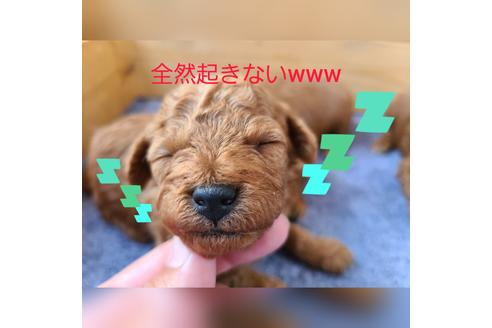 成約済の埼玉県のトイプードル-119088の2枚目