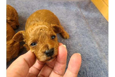 成約済の埼玉県のトイプードル-119090の4枚目