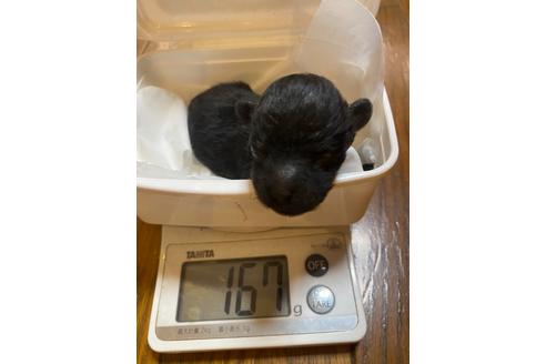 成約済の愛知県のトイプードル-120276の30枚目